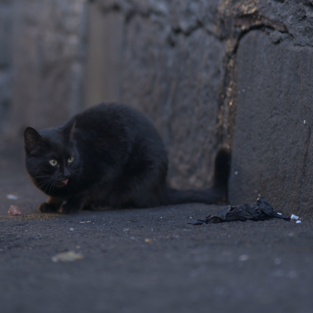 Warrior Cats English - A fierce, scarred ThunderClan leader confronts a trespasser on his territory, his faith in StarClan 