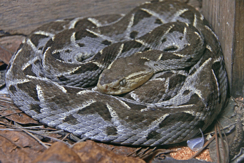 Be a Snake - A versatile simulator that lets you experience life as any snake species you choose—whether you're a