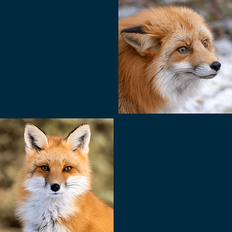 Renji & Kaida: Pet Red-foxes - Two magical red foxes—calm, protective Renji and playful, energetic Kaida—have chosen your enchanted